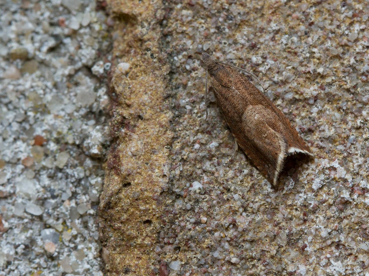 Margrietwortelmot-20140430g1280IMG_3133a.jpg