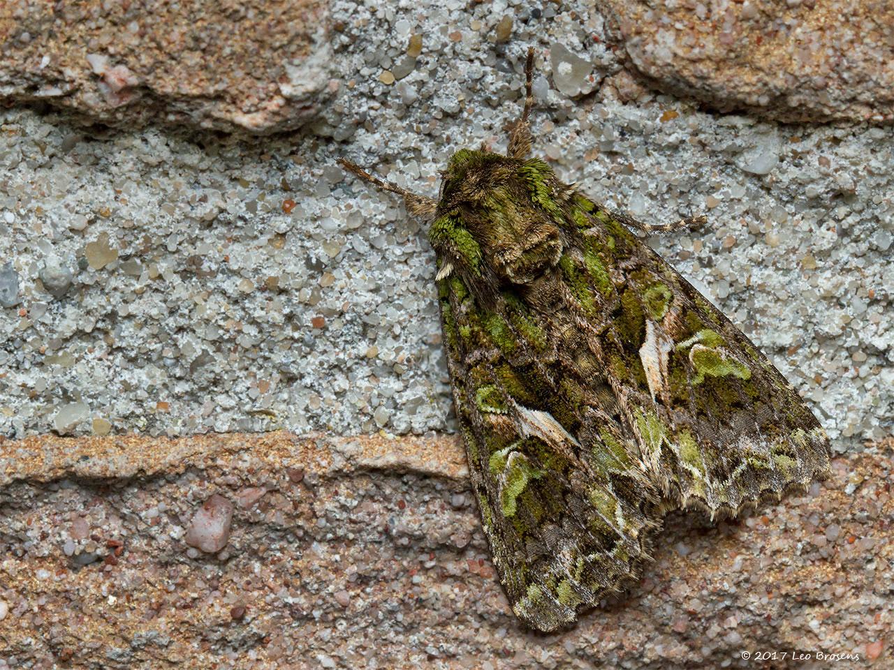 Meldevlinder-Trachea-atriplicis-20140628g1280IMG_5499acrfb.jpg