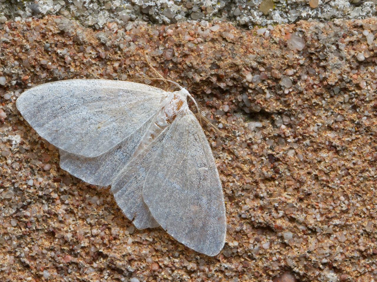 Melkwitte-zomervlinder-20150605g1280IMG_9785a.jpg