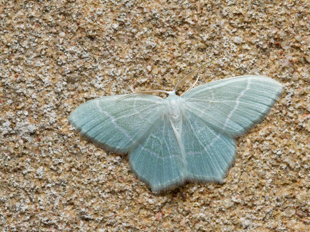 Melkwitte-zomervlinder-20150803g1280IMG_1951a.jpg