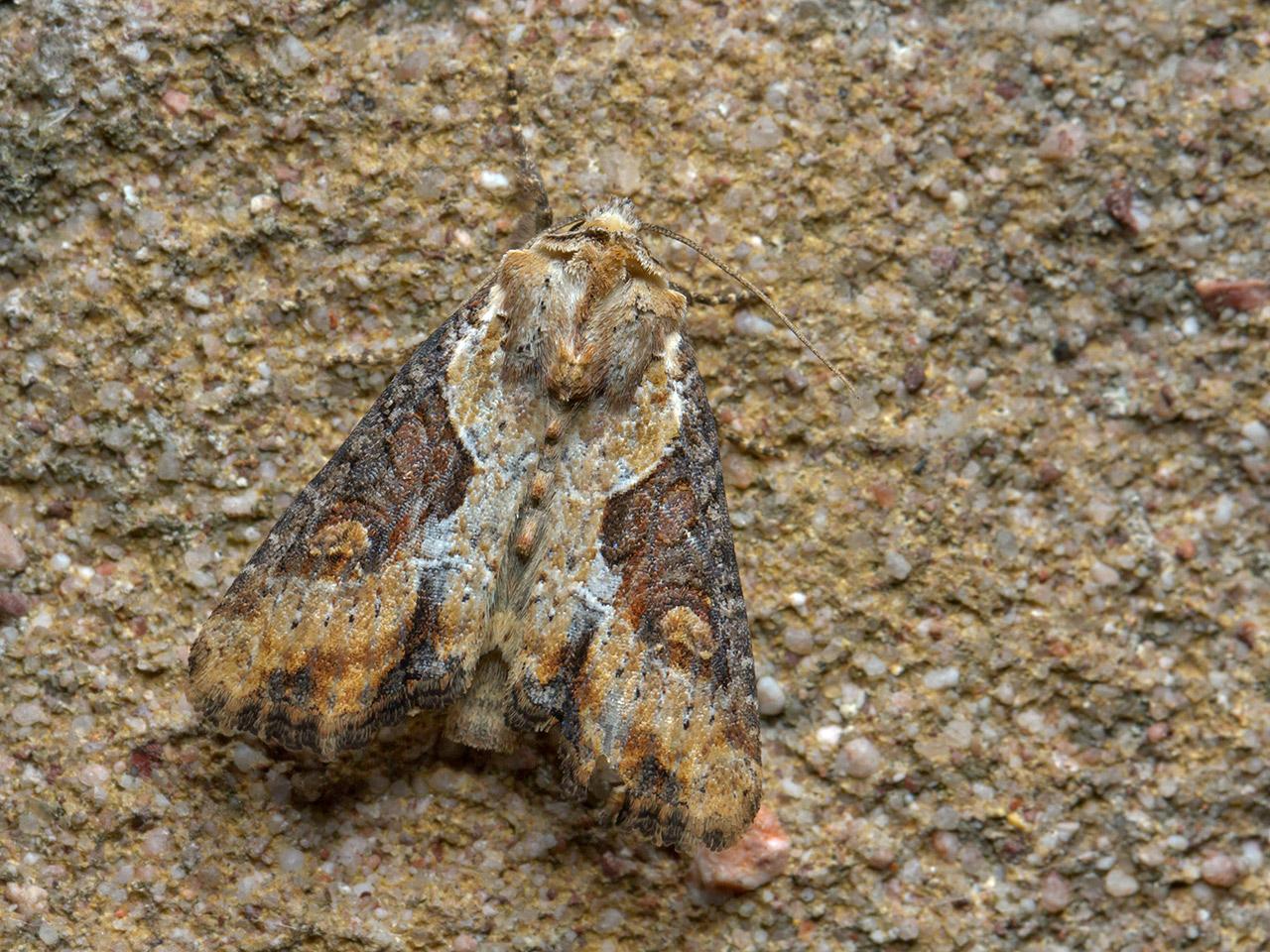 Moeras-grasuil-Apamea-ophiogramma-20140607g1280IMG_4612a.jpg