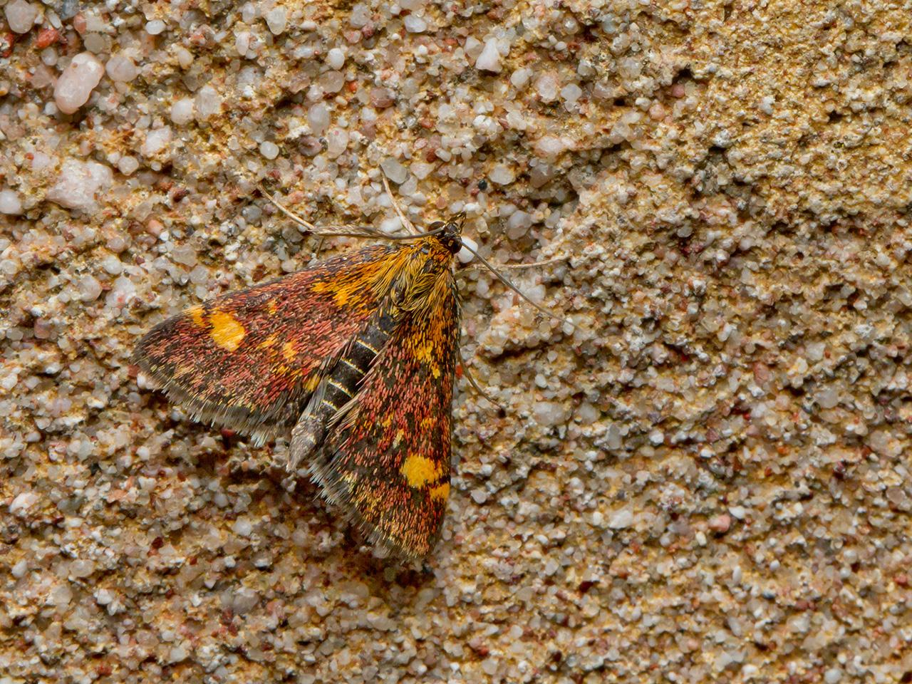 Muntvlinder-Pyrausta-aurata-20150613g1280IMG_0095a.jpg