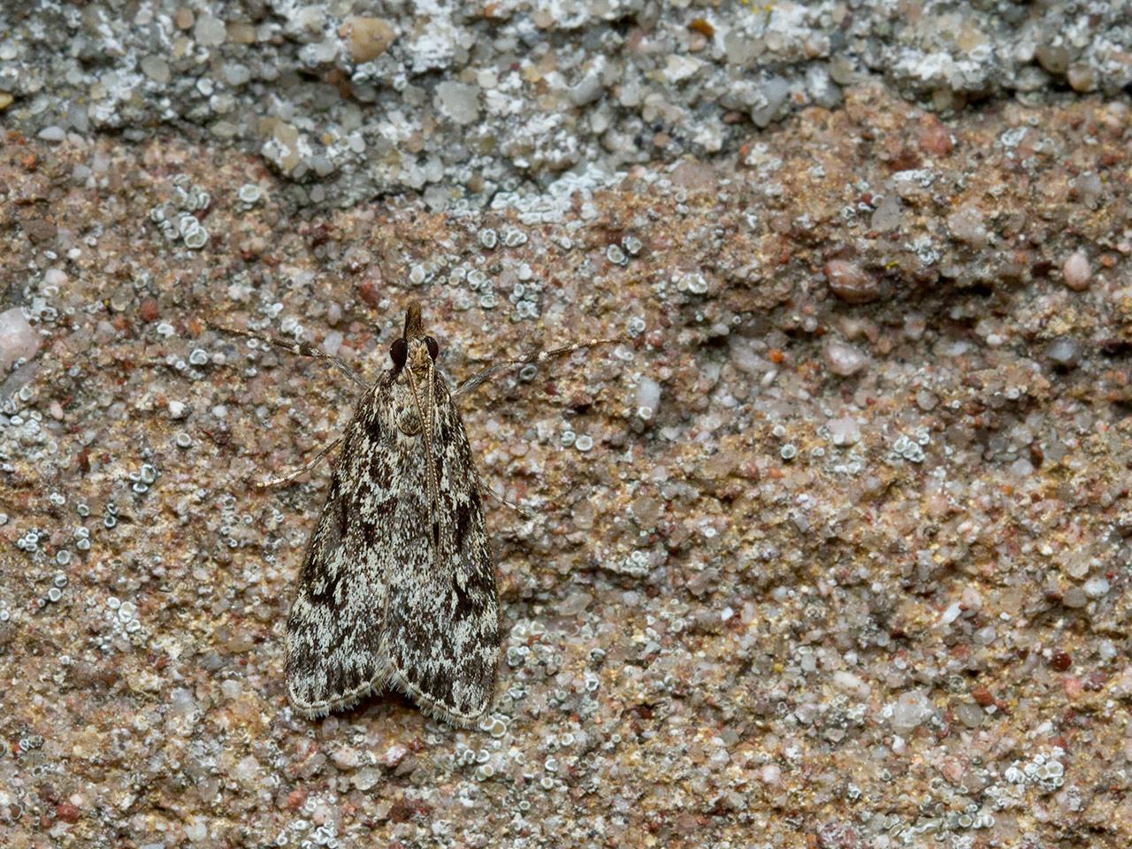 Nazomergranietmot-Eudonia-truncicolella-20140824g1280IMG_6229a.jpg