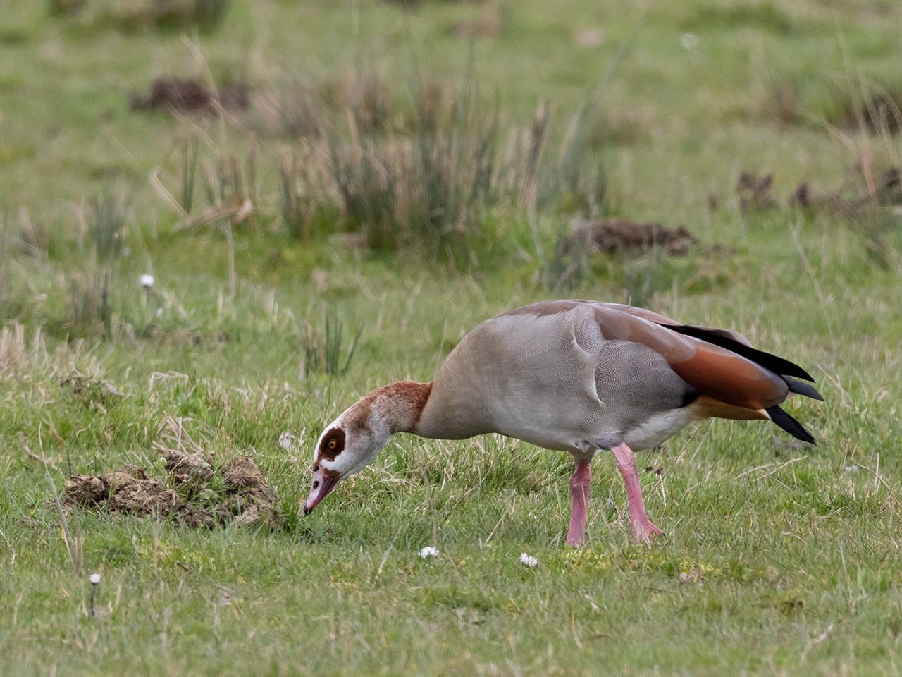 Nijlgans-20170317g1280YSXX7341s.jpg