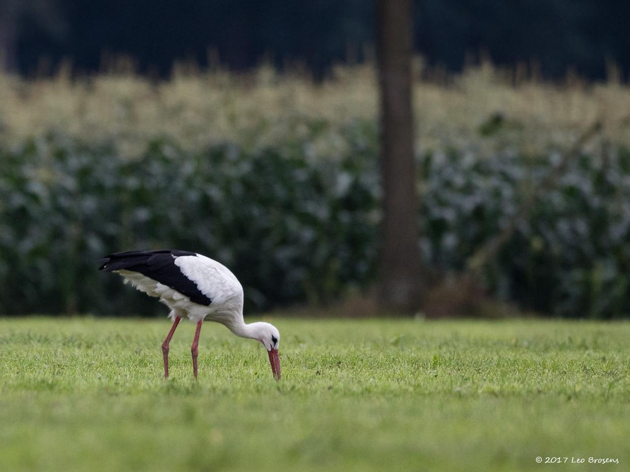 Ooievaar-20170904g1280YSXX9375acrfb.jpg