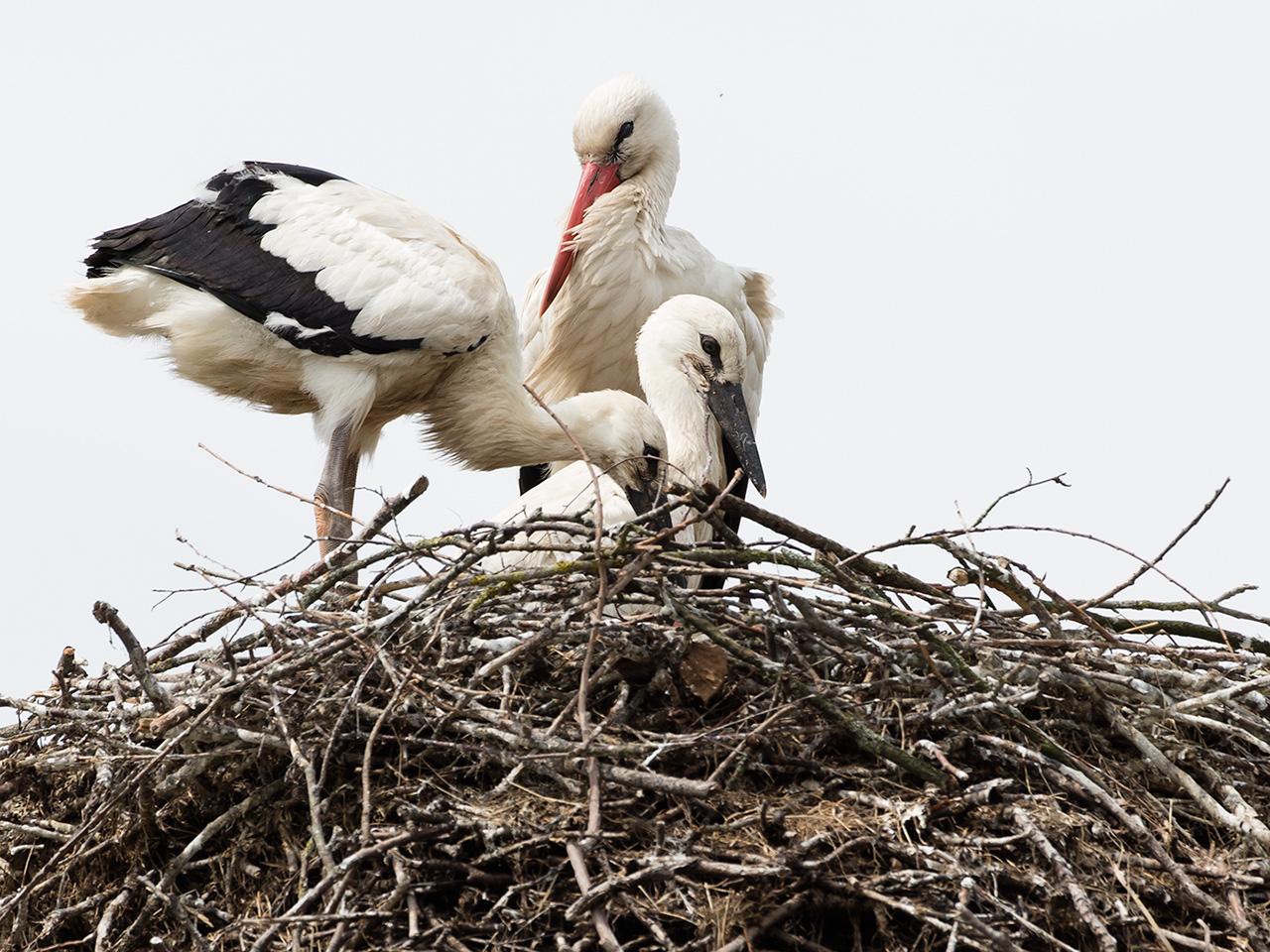 Ooievaar-20190610g1280YSXX5680a M6439 BL B Brussels Belgium.jpg