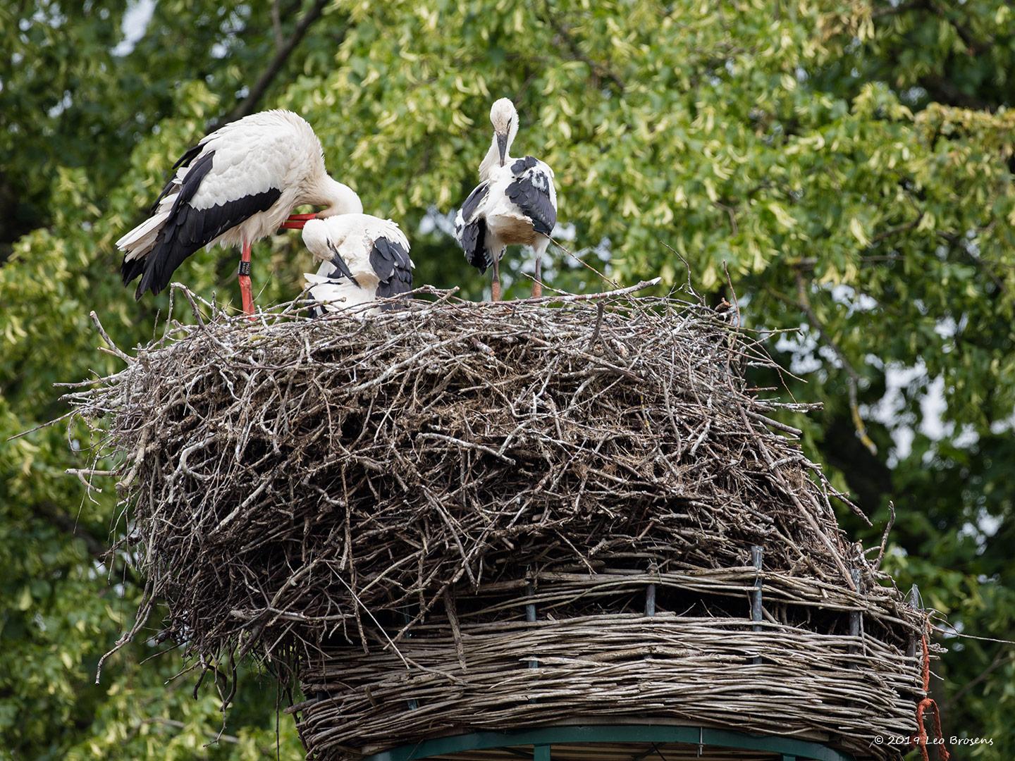 Ooievaar-20190610g1440YSXX5625acrfb.jpg