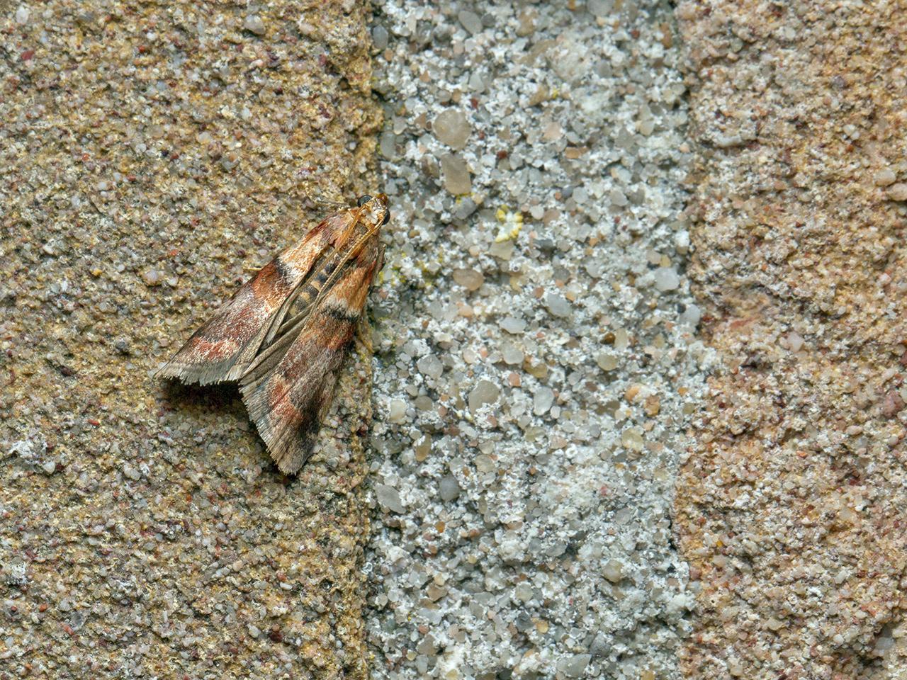 Oranje-eikenlichtmot-Acrobasis-repandana-20150702g1280_MG_0817a.jpg