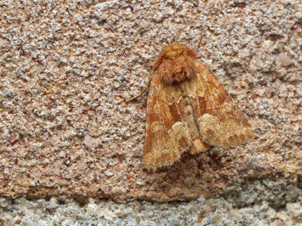 Oranjerood-halmuiltje-Oligia-fasciuncula-20150605g1280IMG_9801a.jpg