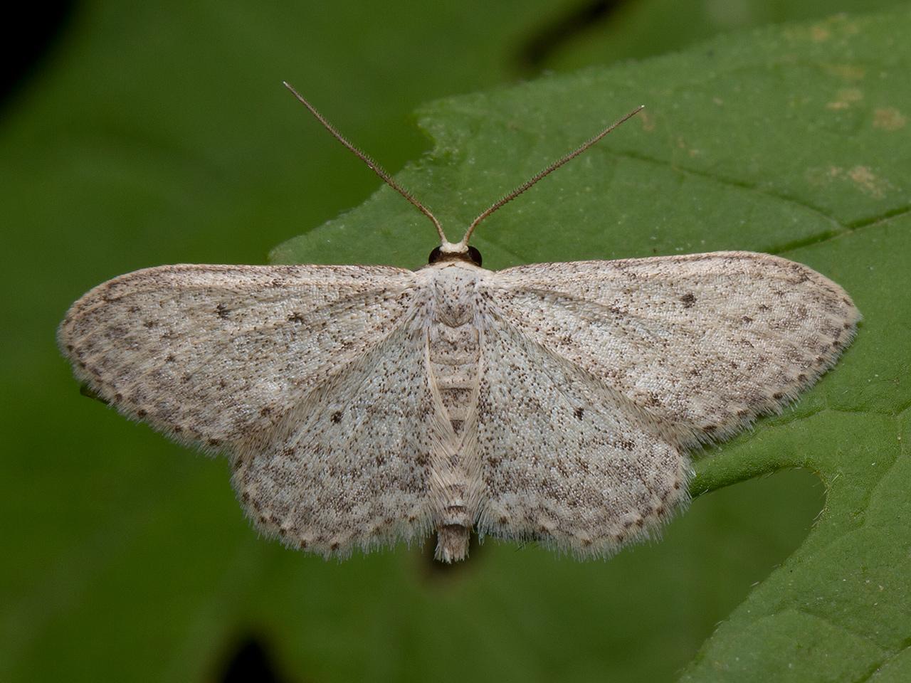 Paardenbloemspanner-Idaea-seriata--20120827g1280IMG_9708n2.jpg