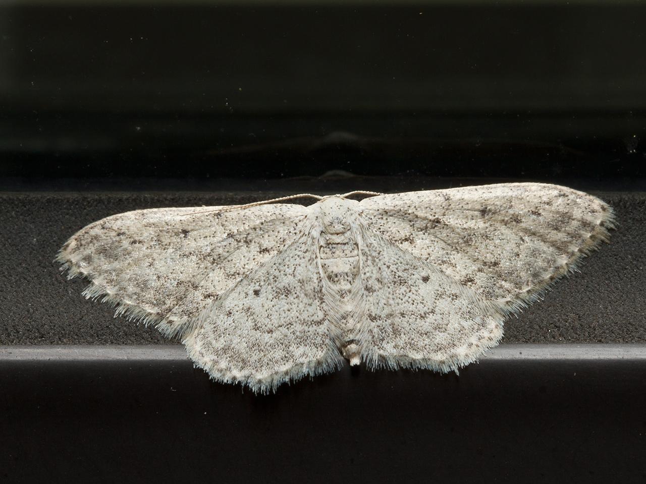 Paardenbloemspanner-Idaea-seriata-20130913g1280IMG_0463a.jpg