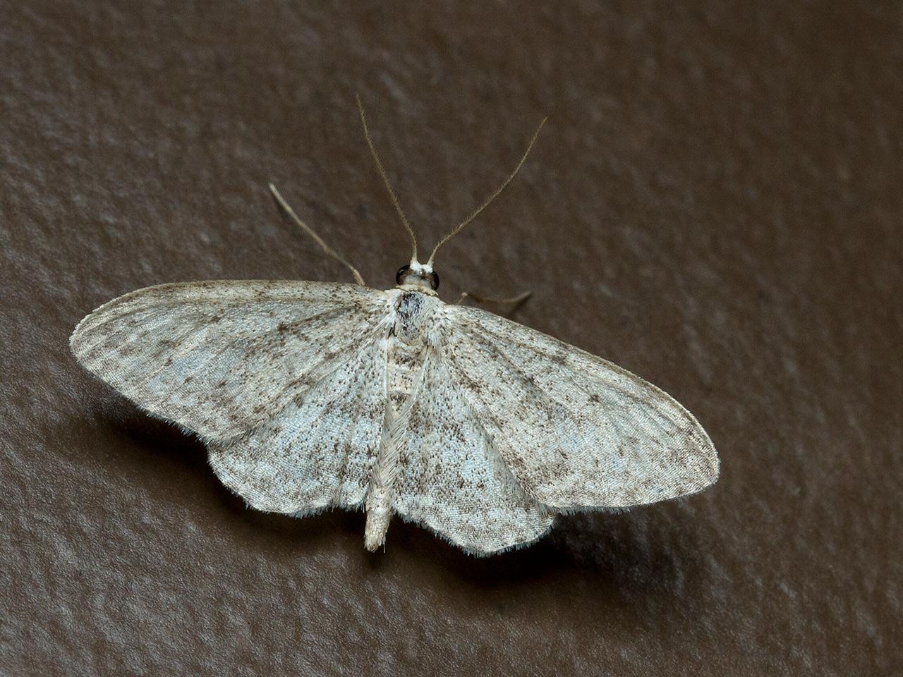 Paardenbloemspanner-Idaea-seriata-20140519g1280IMG_3797a.jpg