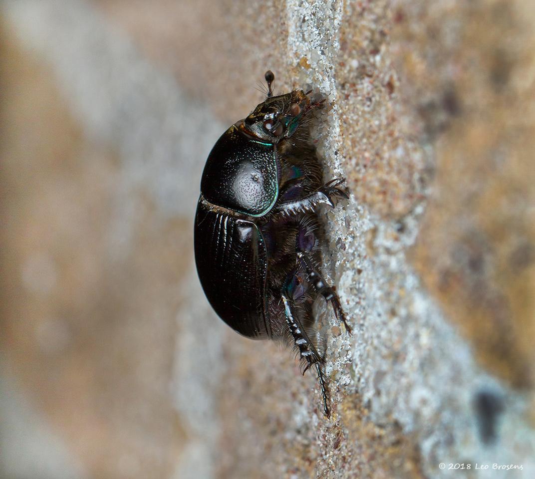 Paardenmestkever-Geotrupes-stercorarius-20140803g1280IMG_5857acrfb.jpg