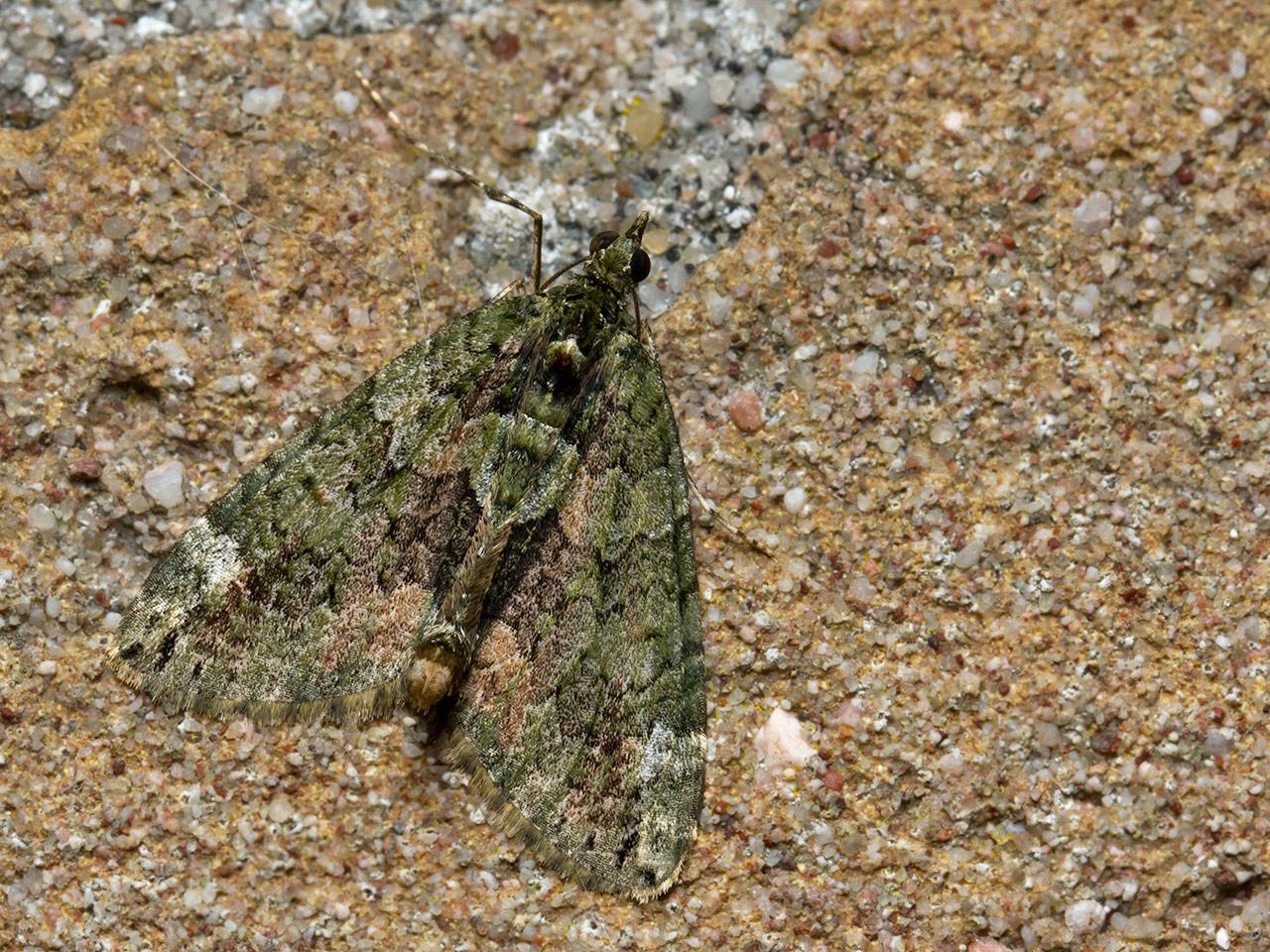 Papegaaitje-Chloroclysta-siterata-20141013g1280IMG_7835a.jpg