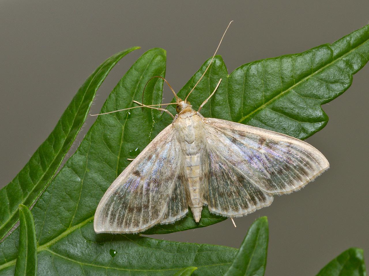 Parelmoermot-Pleuroptya-ruralis-20130824g1280IMG_9475a.jpg