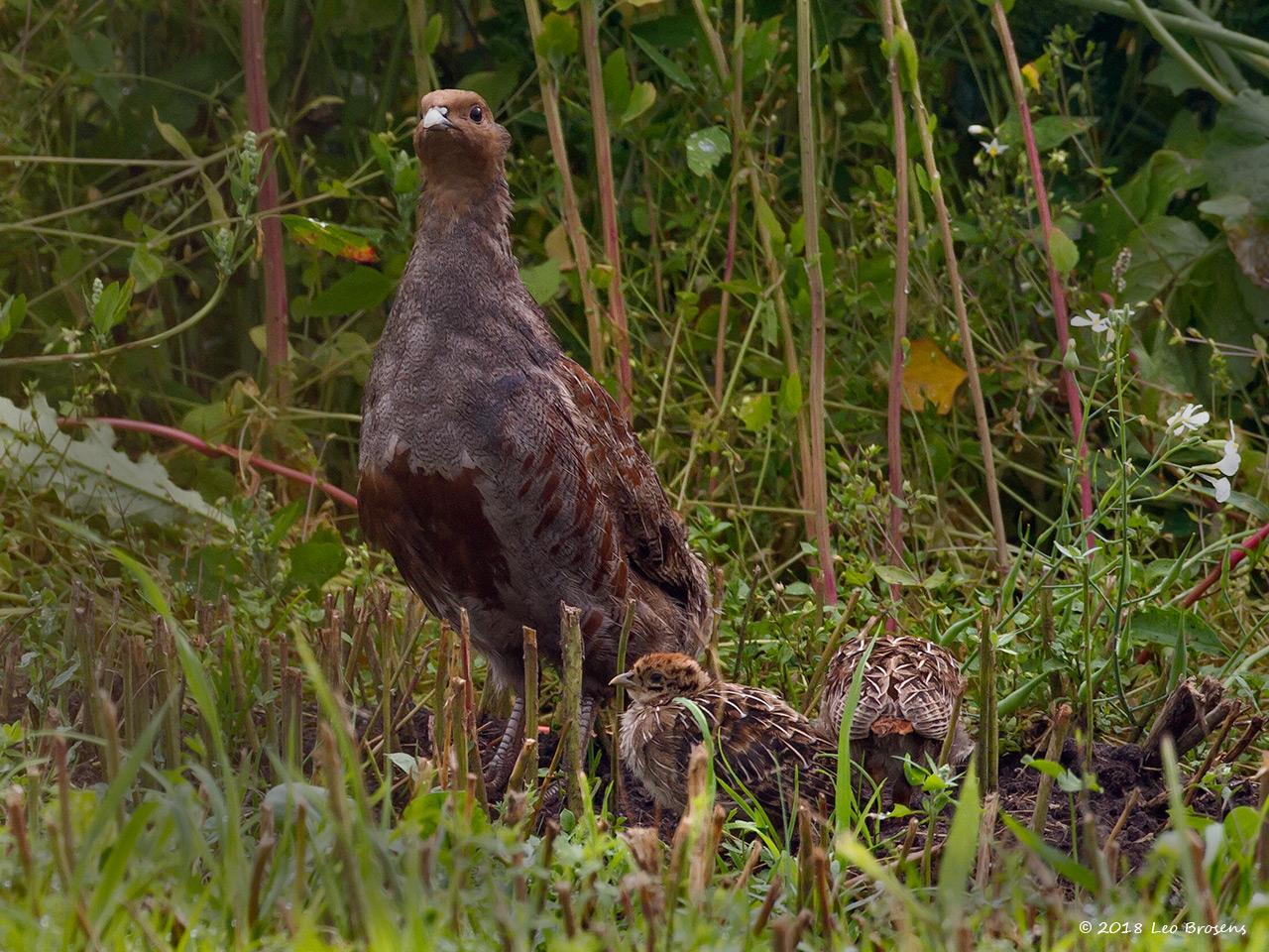 Patrijs-20120706-g1280ancrfb-IMG_7198.jpg