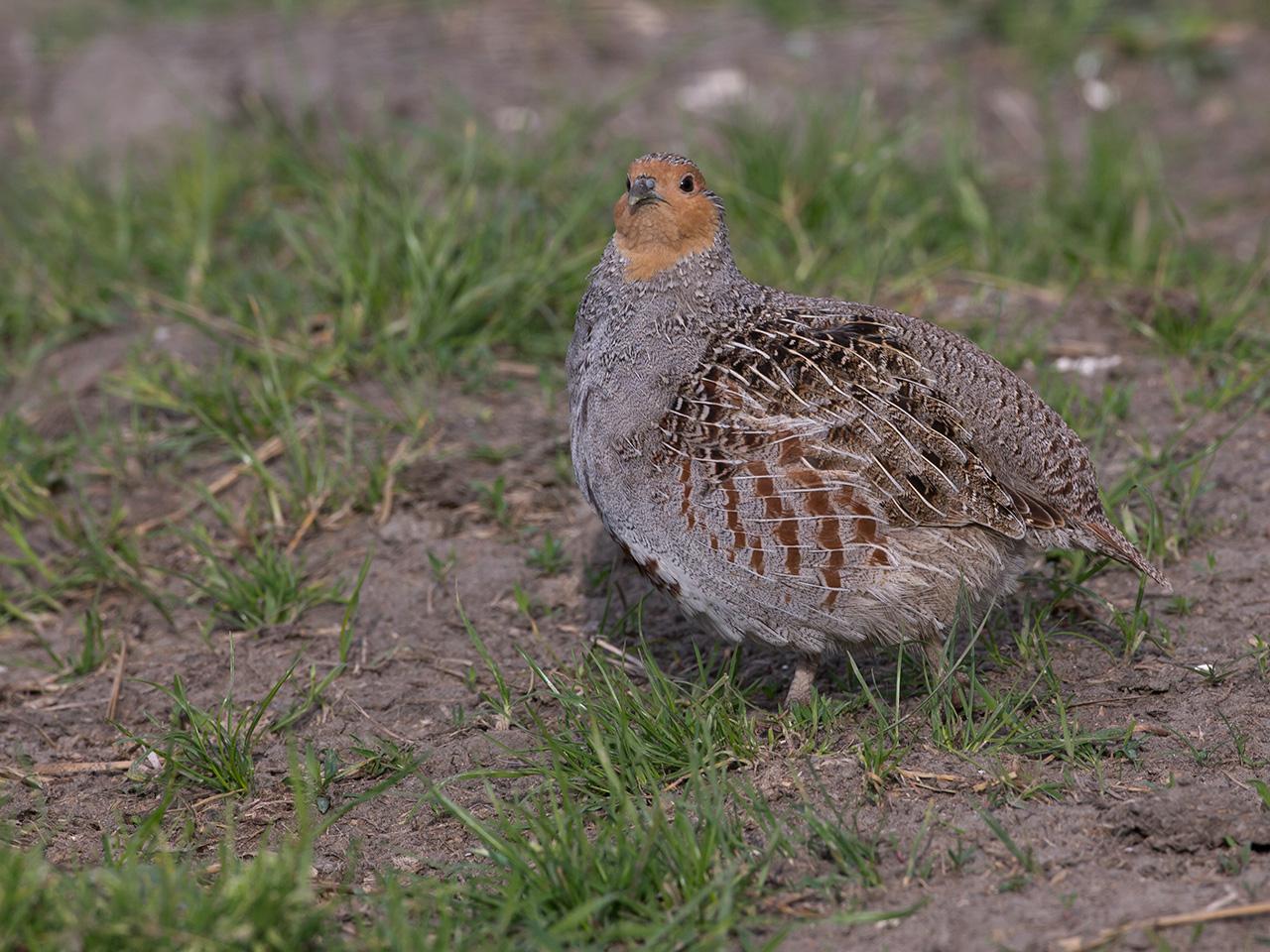 Patrijs-20140503g12807X1A1615a.jpg