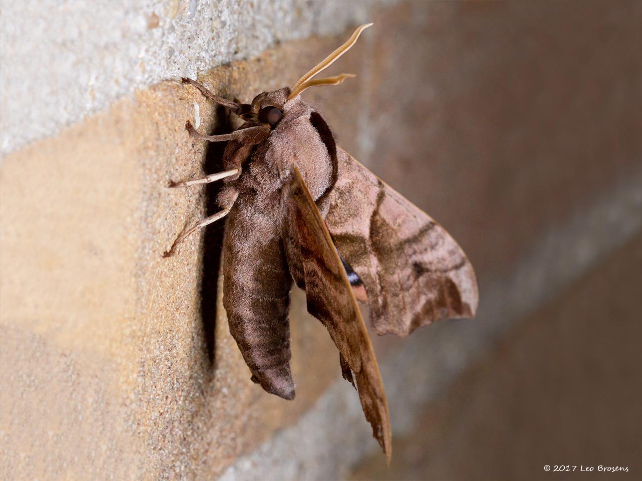 Pauwoogpijlstaart-Smerinthus-ocellata-20150605g1280IMG_9620acrfb.jpg