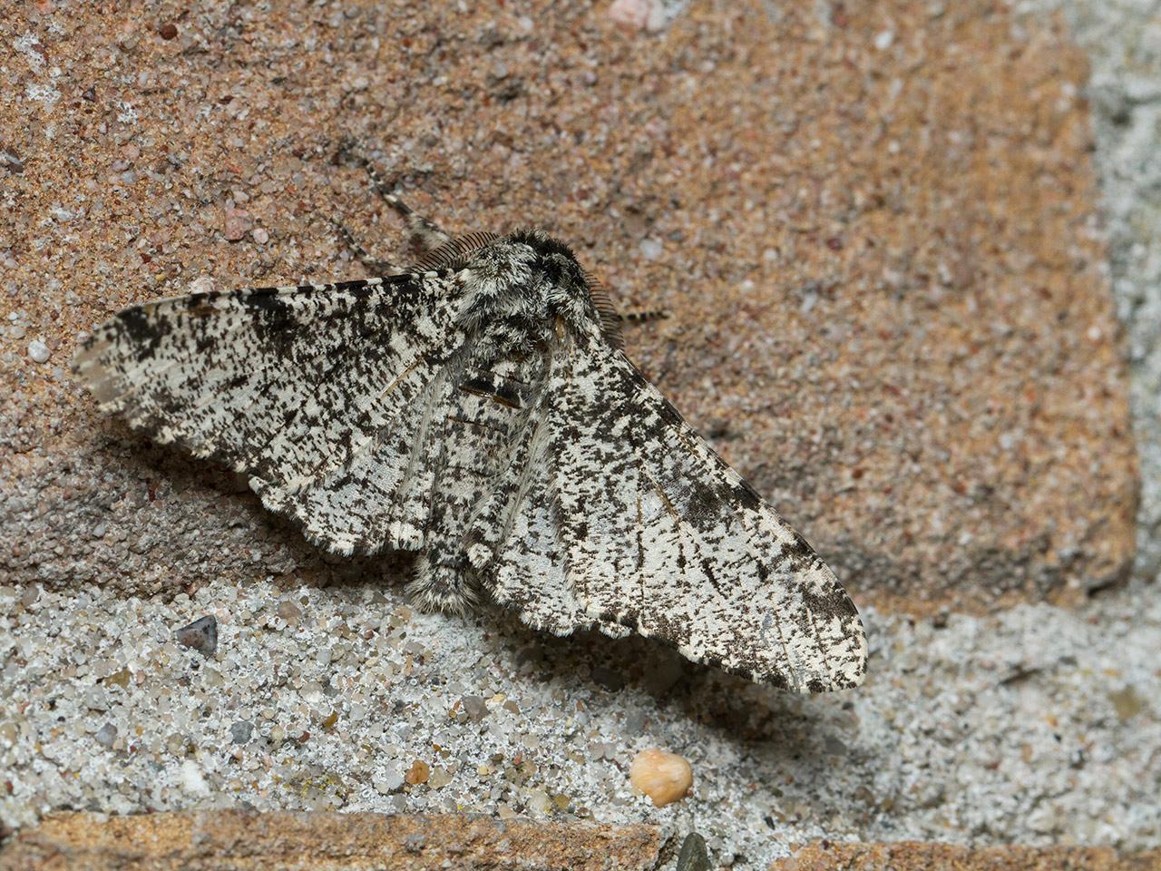 Peper-en-zoutvlinder-Biston-betularia-20140525g1280IMG_4313a.jpg