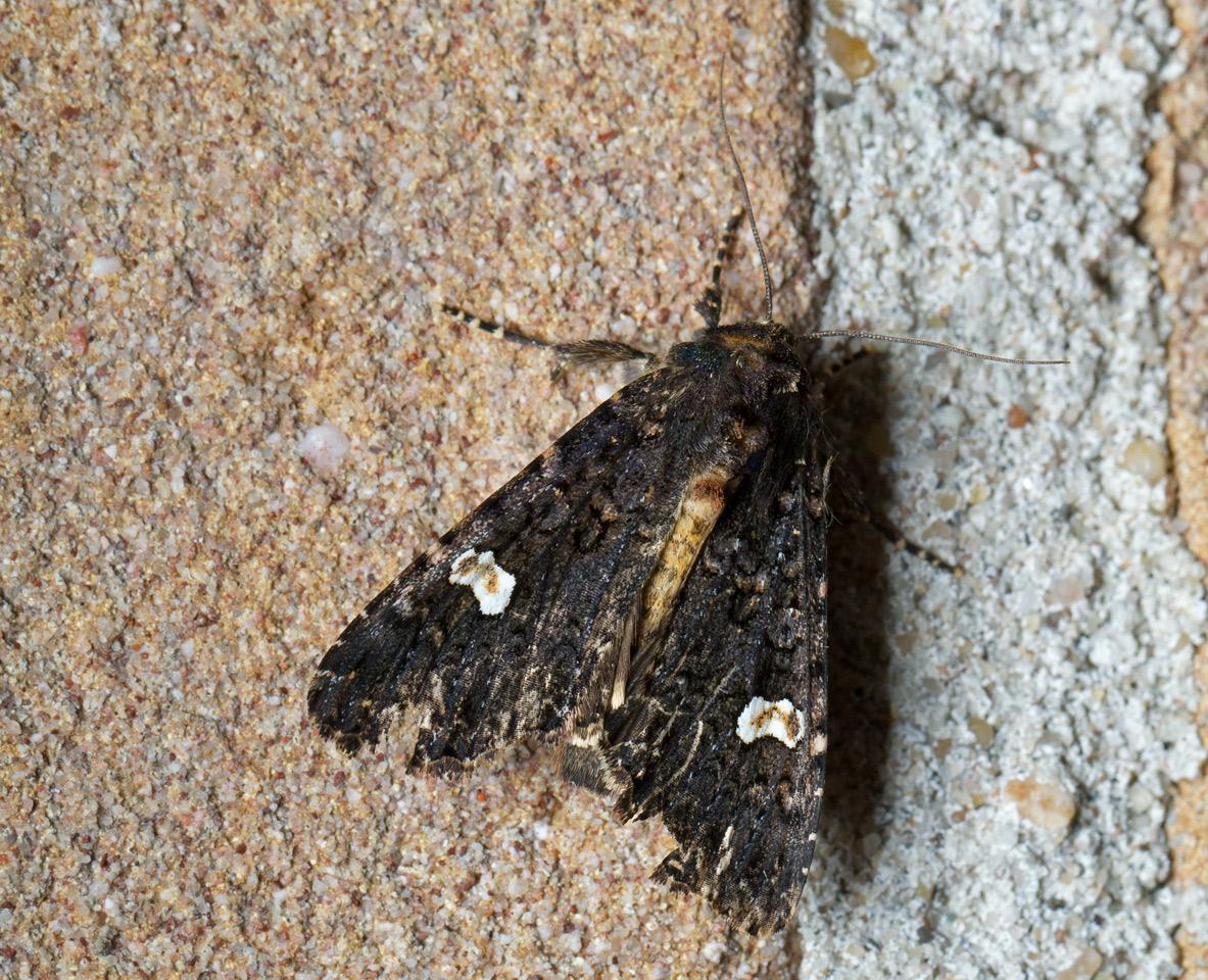 Perzikkruiduil-Melanchra-persicariae-20140622g1280IMG_5107a.jpg