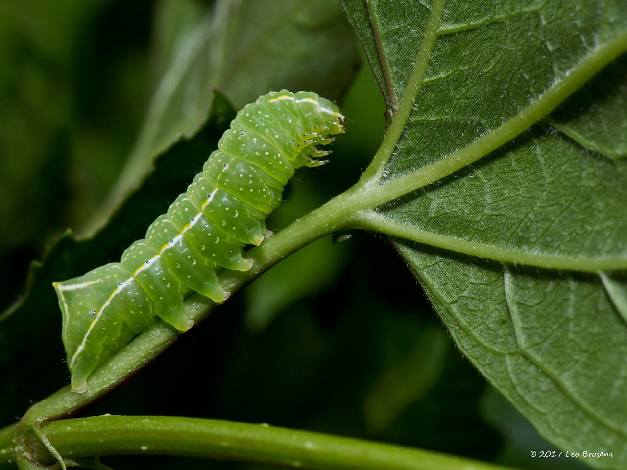 Piramidevlinder-Amphipyra-pyramidoides-20130530g1280IMG_6073acrfb_0.jpg