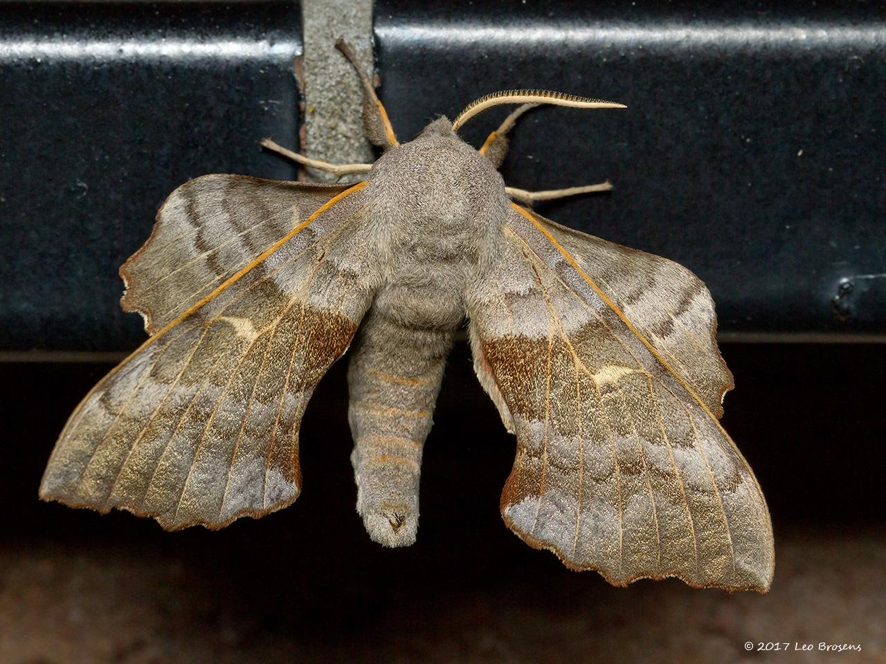 Populierenpijlstaart-Laothoe-populi-20150809g1280IMG_2158acrfb_0.jpg