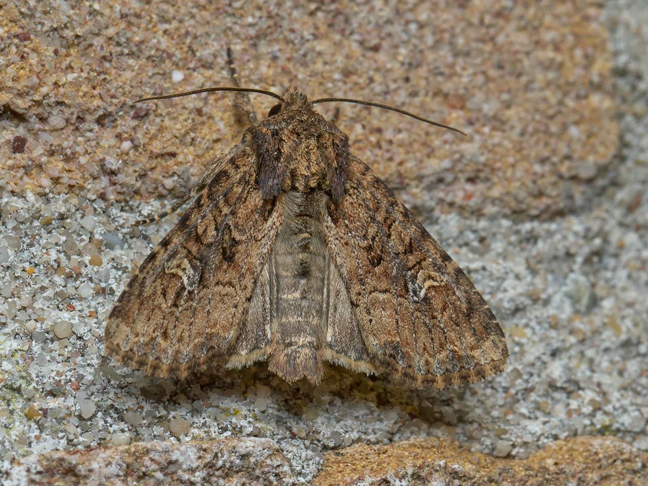 Rietgrasuil-Apamea-unanimus-20140519g1280IMG_3727a.jpg