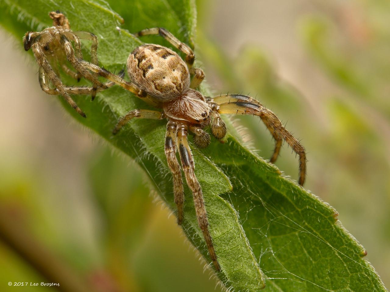 Rietkruisspin-Larinioides-cornutus-20130902g1280IMG_9992acrfb.jpg