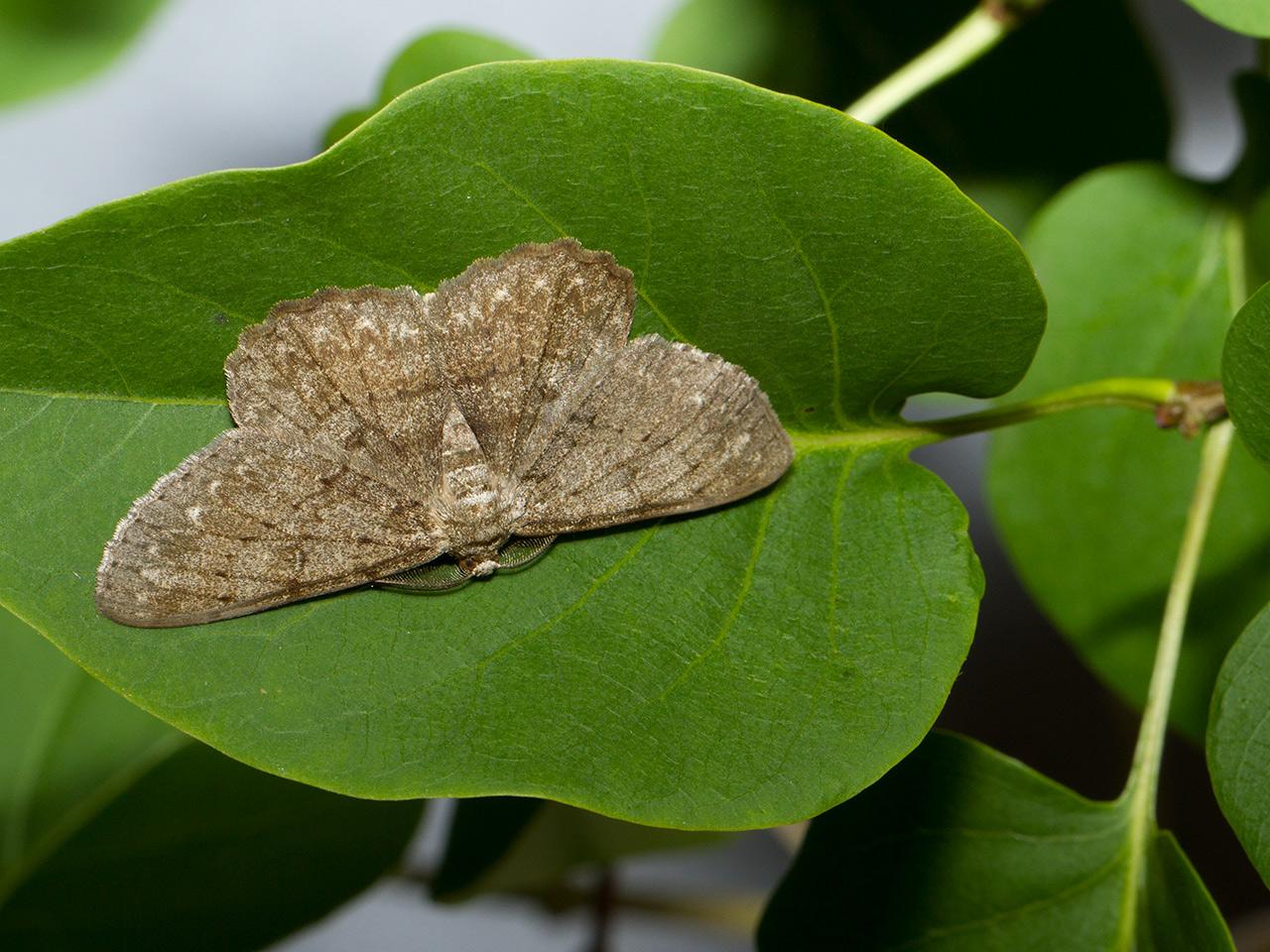 Ringspikkelspanner-Hypomecis-punctinalis-20130627g1280IMG_6821a.jpg