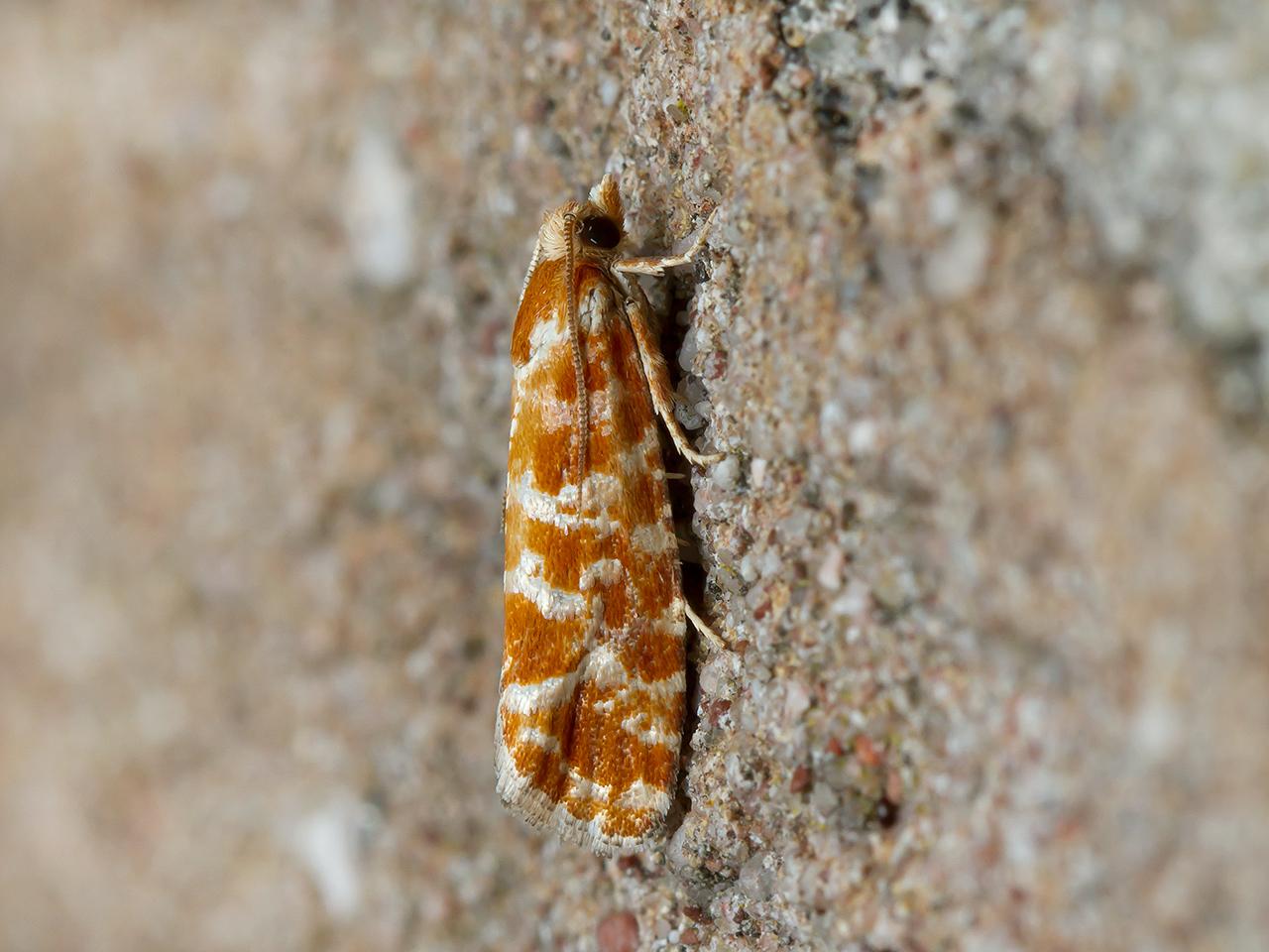 Rode dennenlotboorder  Rhyacionia pinicolana-20140627g1280IMG_5471a.jpg