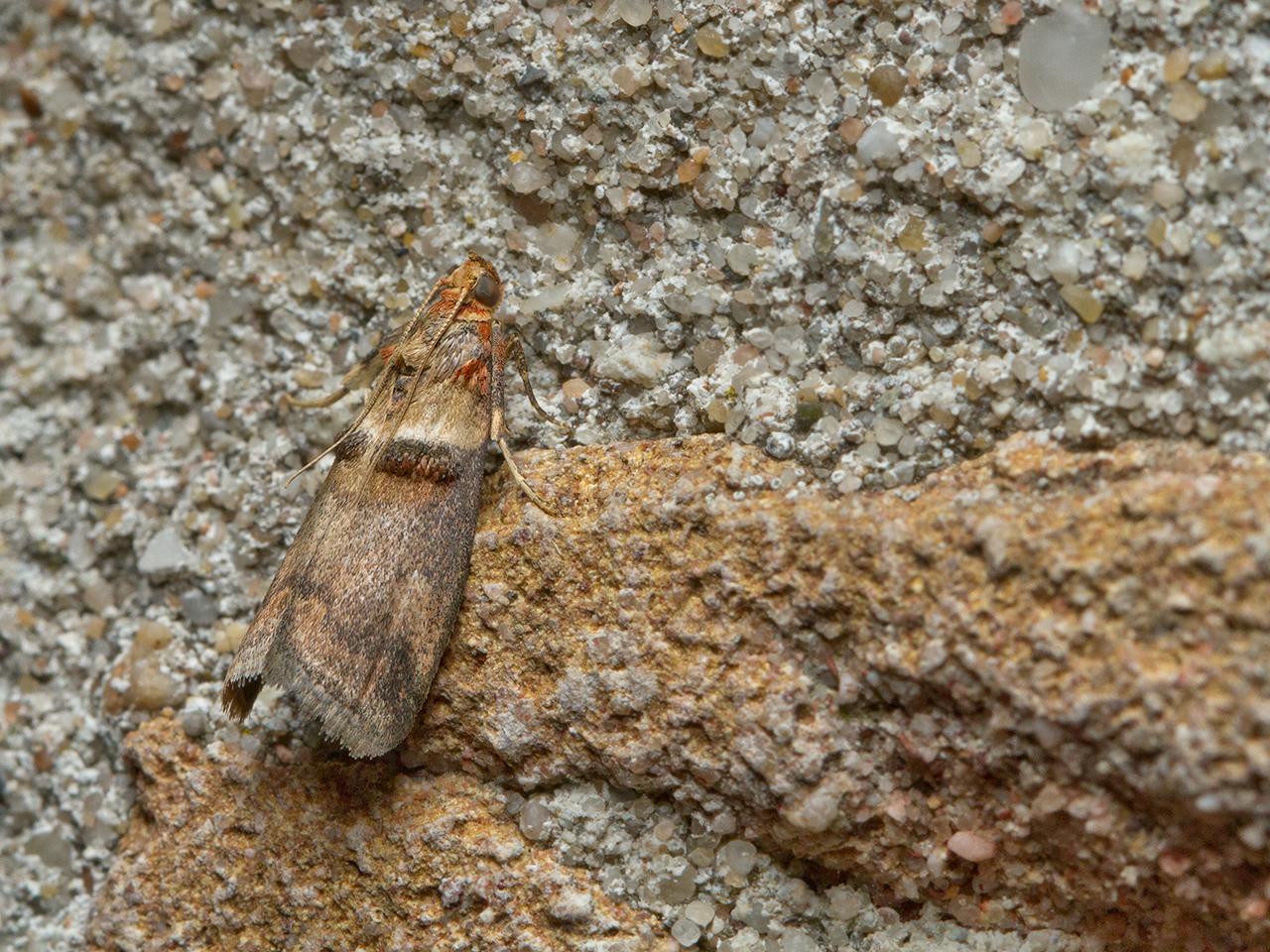 Rode-eikenlichtmot-Acrobasis-tumidana-20150702g1280IMG_0887a.jpg