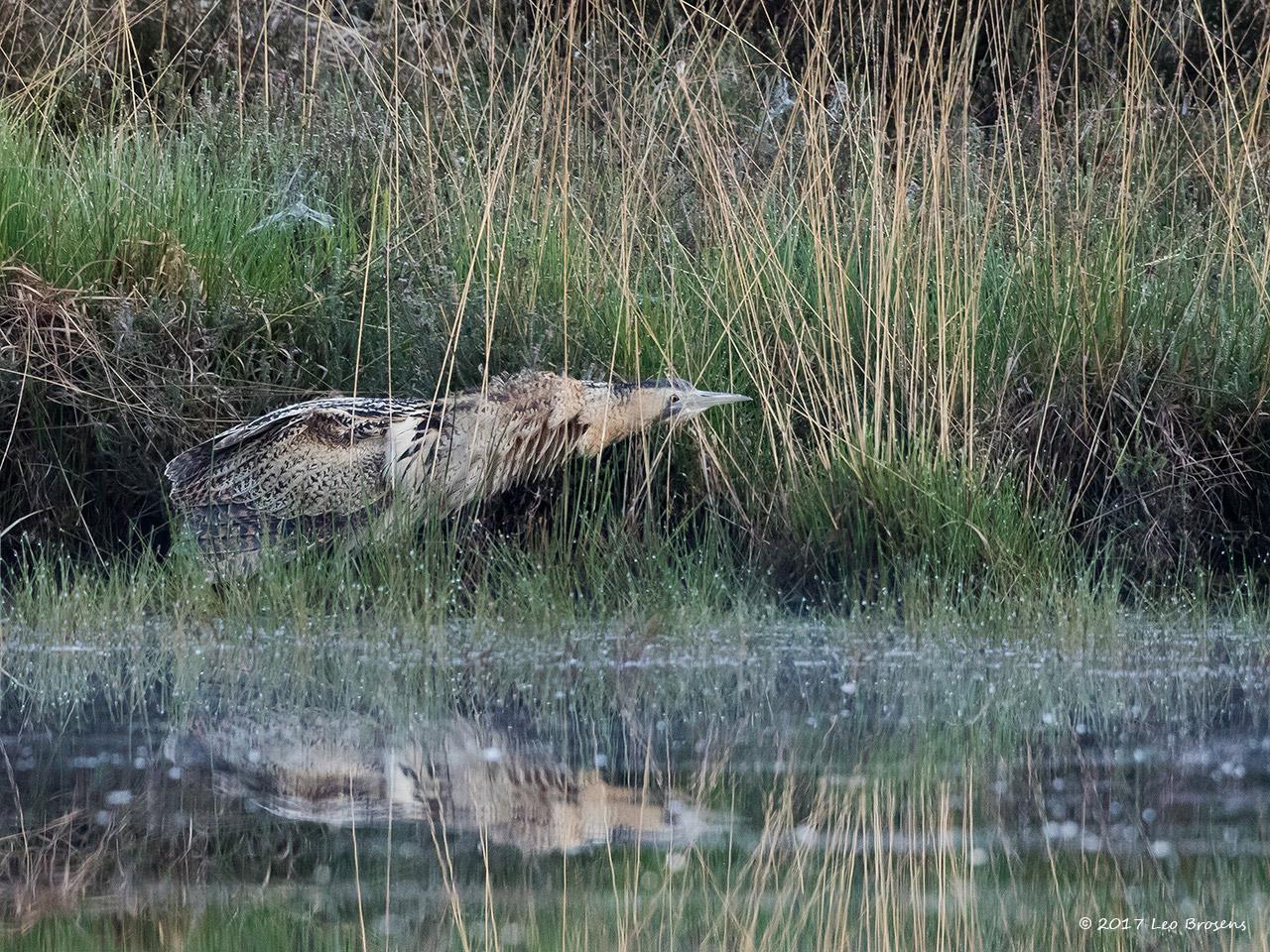 Roerdomp-20170523g1280YSXX8999acrfb_0.jpg