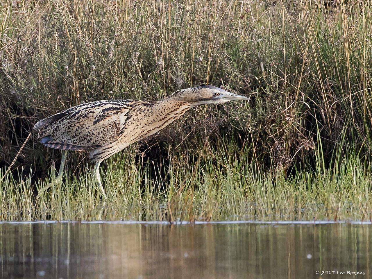 Roerdomp-20170523g1280YSXX9078acrfb_0.jpg