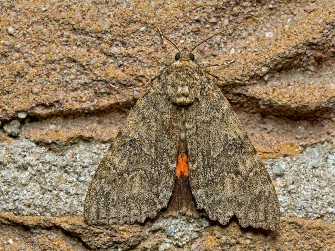 Rood-weeskind-Catocala-nupta-20151008g1280IMG_2704a.jpg