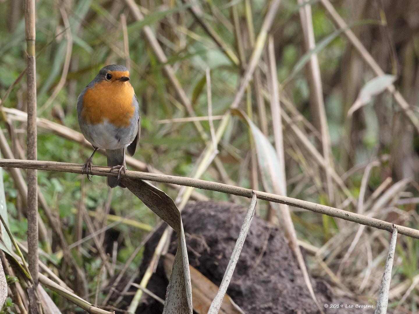 Roodborst-20191020g1440YSXX5825acrfb.jpg