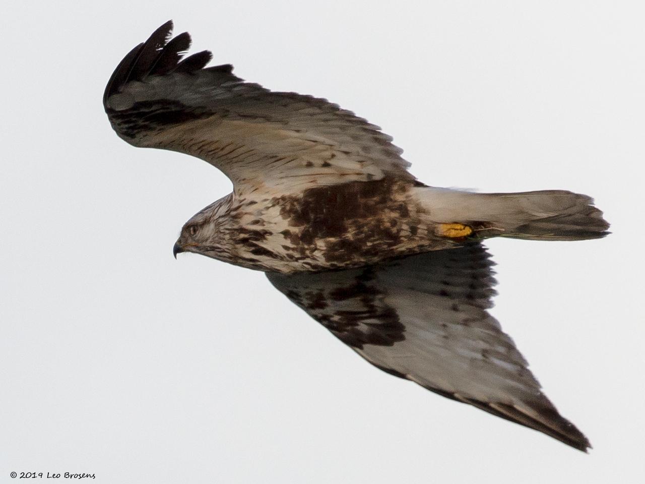 Ruigpootbuizerd-20190114g1280400YSXX3858acrfb.jpg