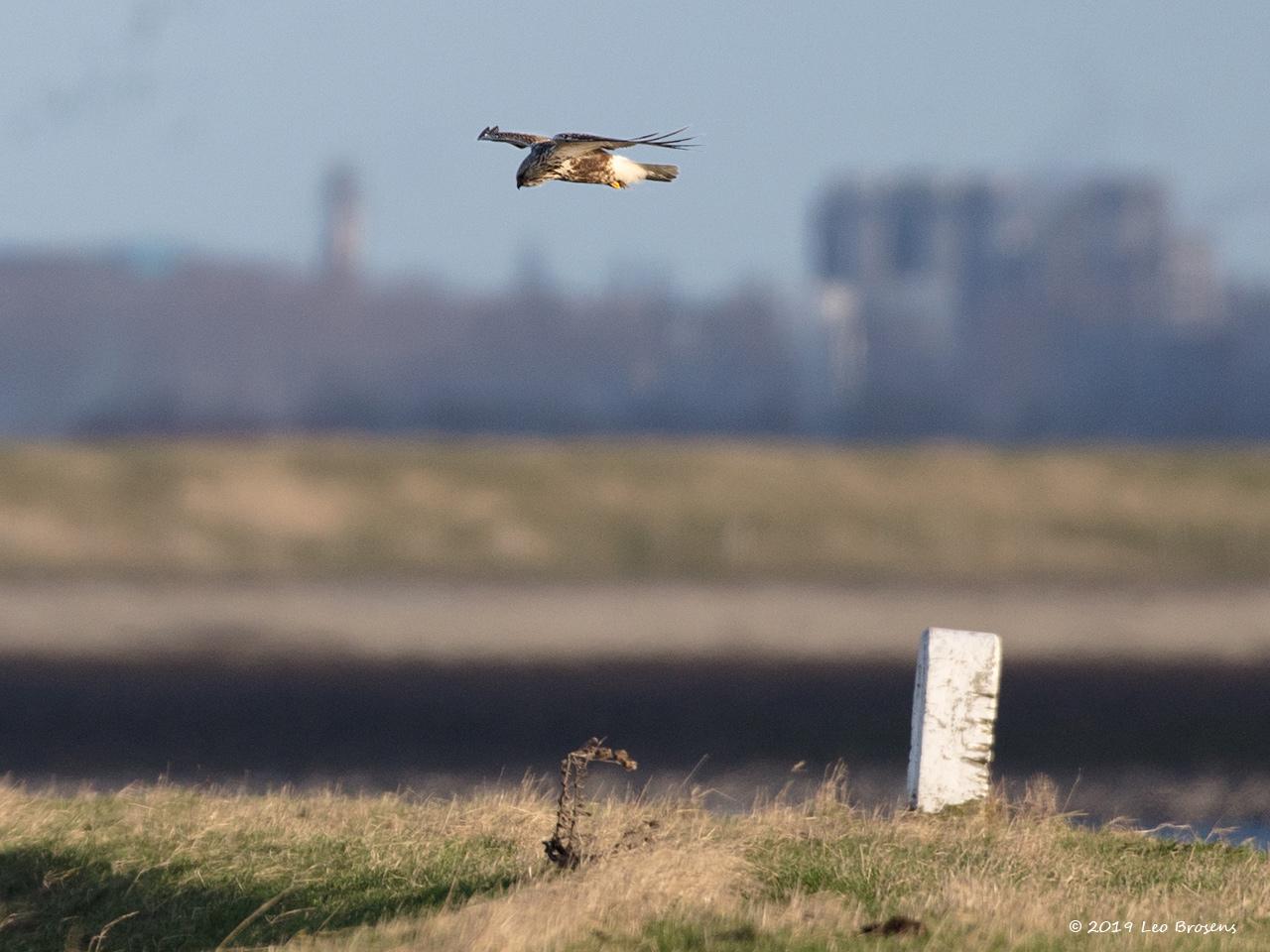 Ruigpootbuizerd-20190114g1280YSXX3828acrfb.jpg