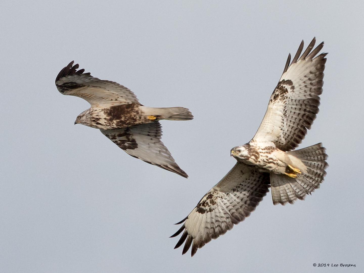 Ruigpootbuizerd-Buizerd-201901g1440acrfb.jpg