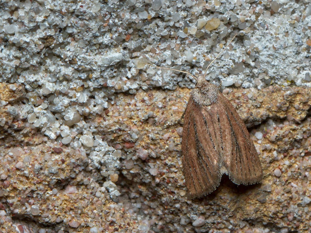 Russenuil Coenobia rufa-20140731g1280IMG_5762a.jpg