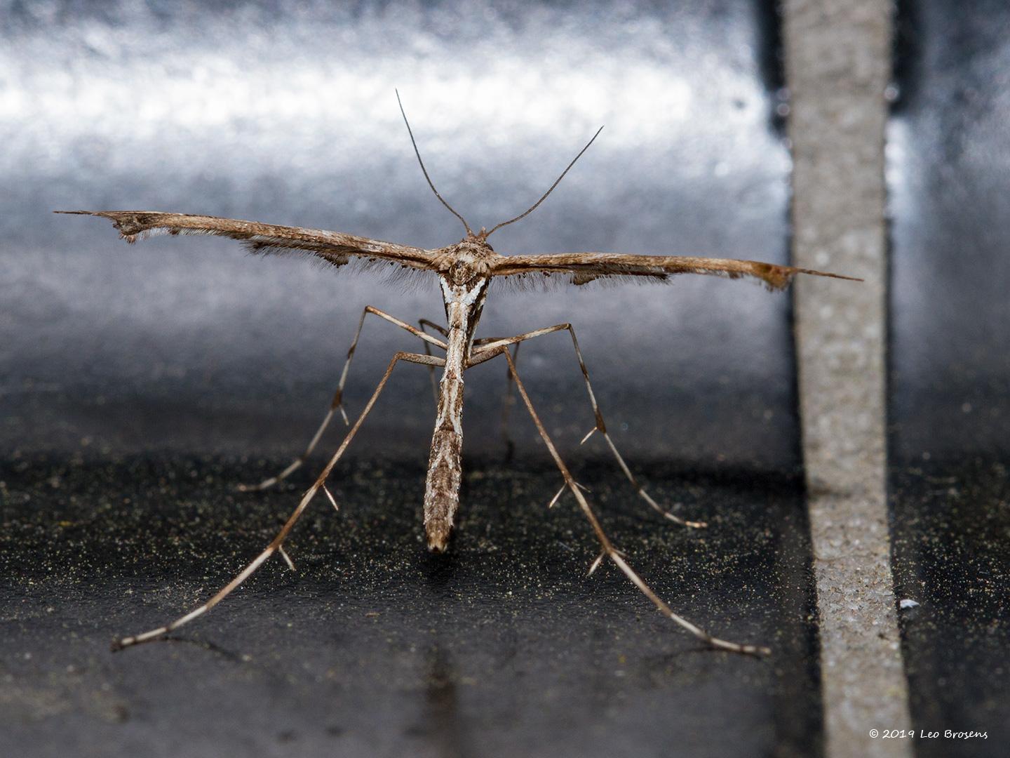 Scherphoekvedermot-Amblyptilia-acanthadactyla-20140403g1440IMG_2397ancrfb_0.jpg