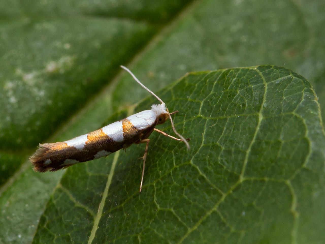 Sierlijke-pedaalmot-Argyresthia-brockeella-20140607g1280IMG_4538a.jpg