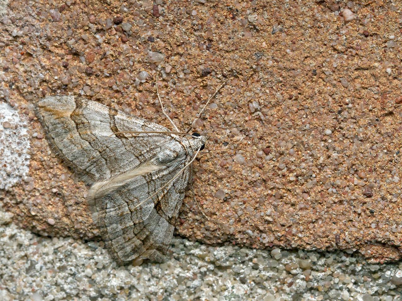 Sint-janskruidblokspanner-20150723g1280IMG_1563a.jpg