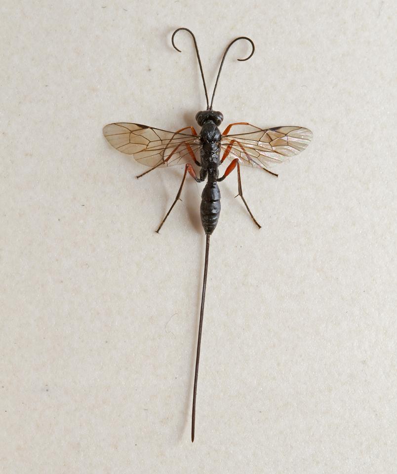 Sluipwesp-Ichneumonidae-20130730g1280IMG_8263a.jpg
