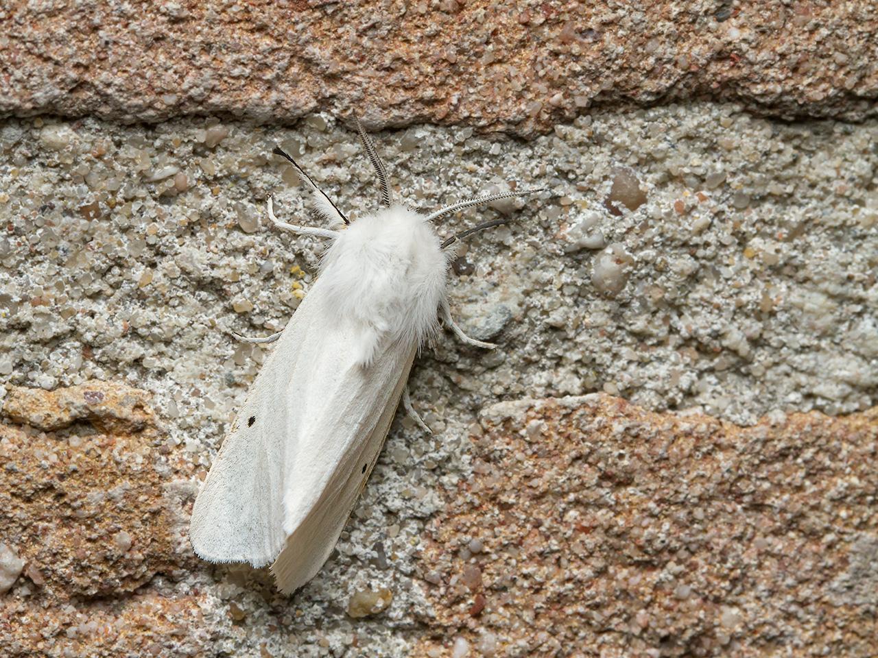 Sneeuwbeer-Spilosoma-urticae-20150702g1280IMG_0787a.jpg