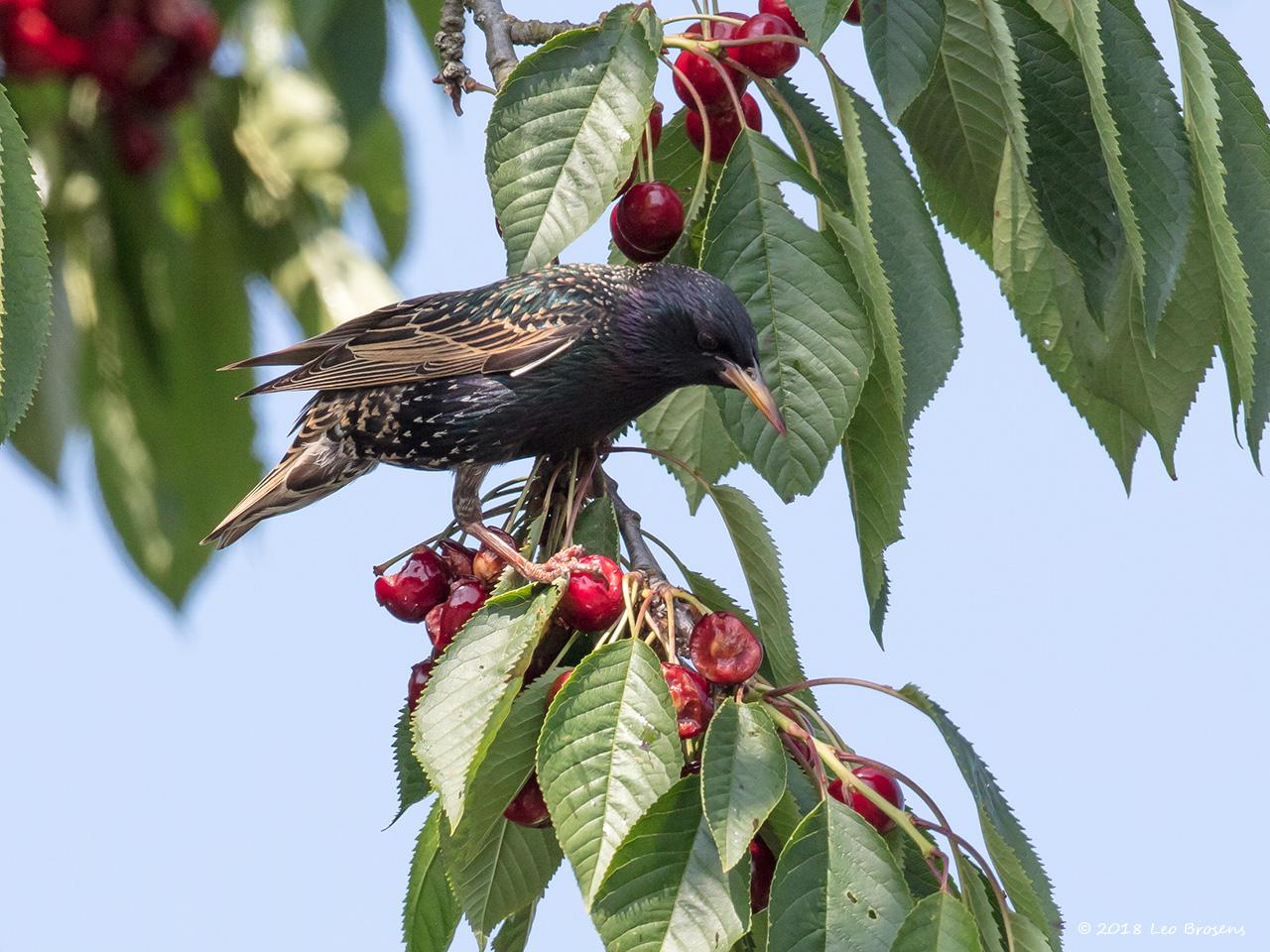 Spreeuw-20180610g1280YSXX2683acrfb.jpg