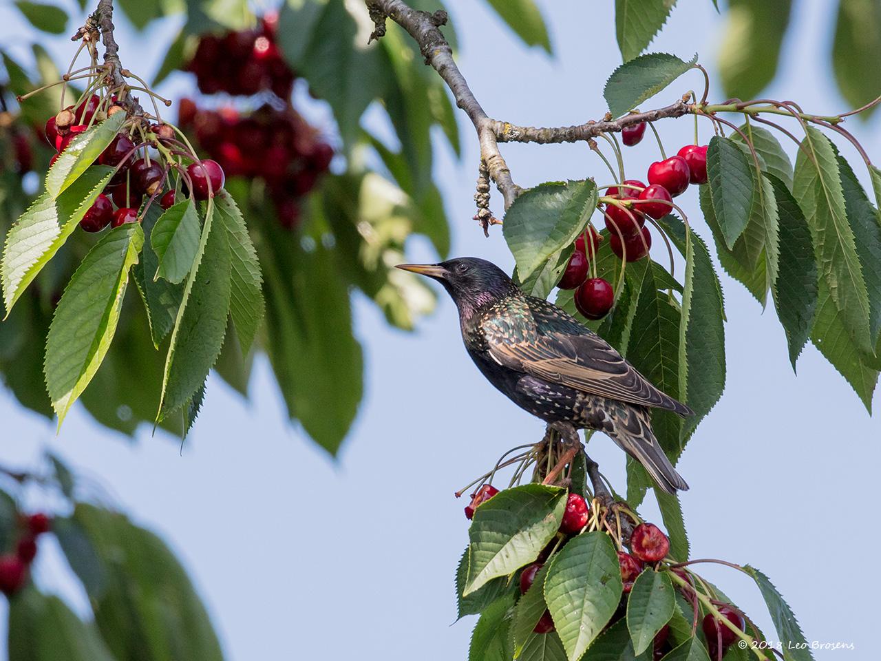 Spreeuw-20180610g1280YSXX2687acrfb_0.jpg