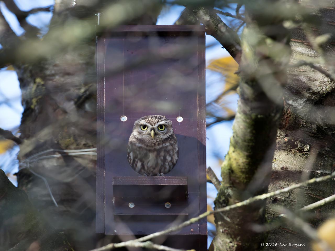 Steenuil in onze tuin kreeg een nestkast / 20181203