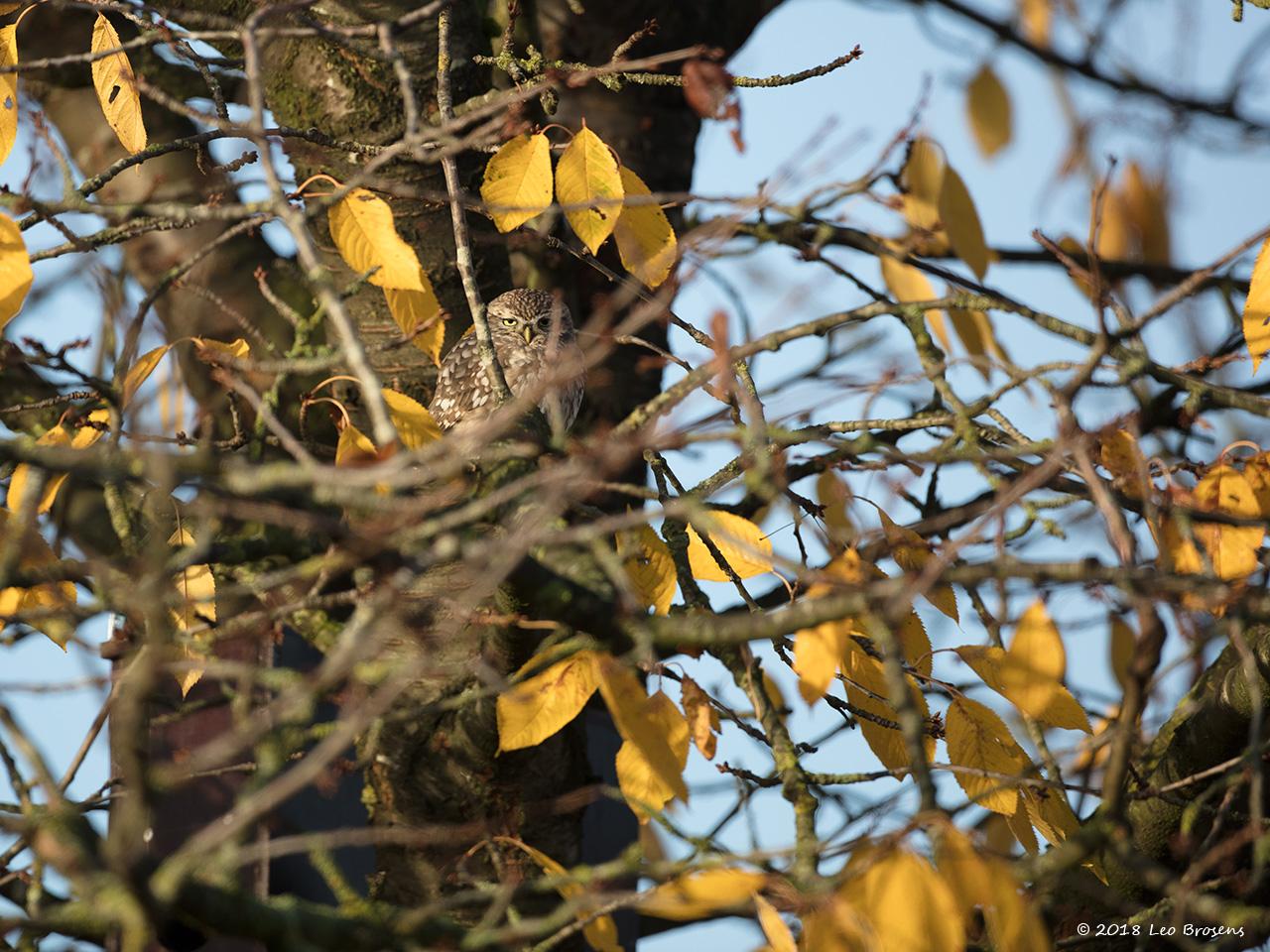 Steenuil in onze tuin kreeg een nestkast / 20181203