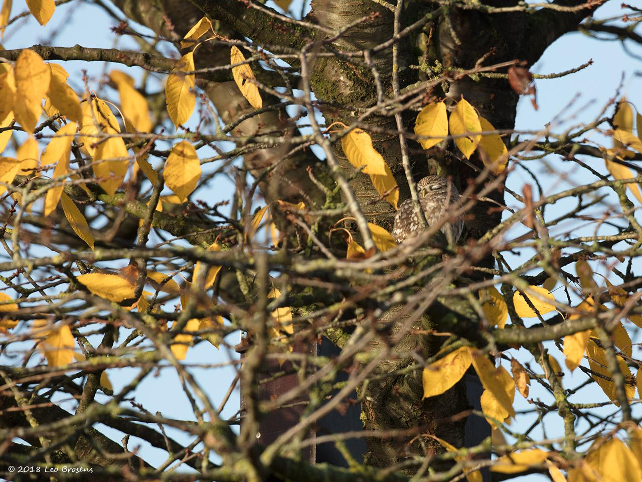 Steenuil in onze tuin kreeg een nestkast / 20181203