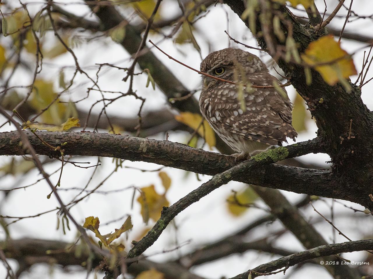 Steenuil in onze tuin kreeg een nestkast / 20181203